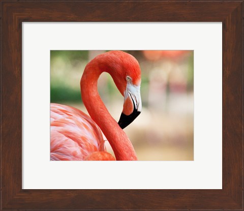 Framed Phoenicopterus Chilensis Fort Worth Zoo, Texas, USA Print