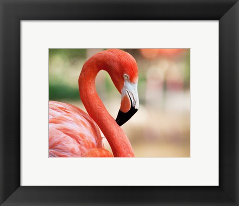 Framed Phoenicopterus Chilensis Fort Worth Zoo, Texas, USA Print