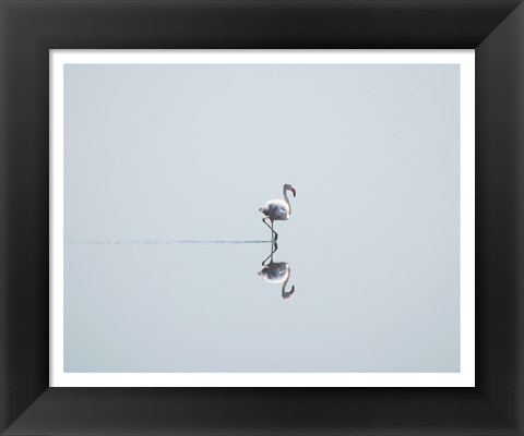 Framed Flamingo Solo Print