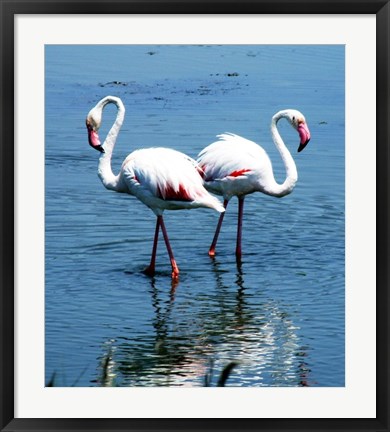 Framed Phoenicopterus Roseus Le Grau-du-Roi Print