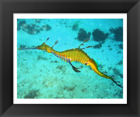 Framed Sea Horse - Yellow Print