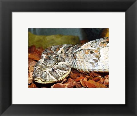 Framed Puff Adder Print