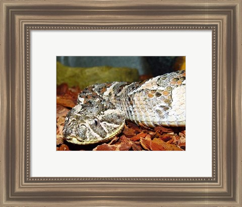 Framed Puff Adder Print