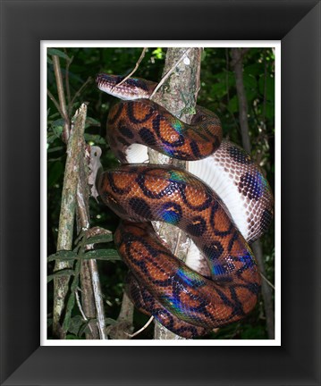 Framed Rainbow Boa Print