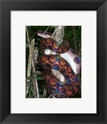 Framed Rainbow Boa Print