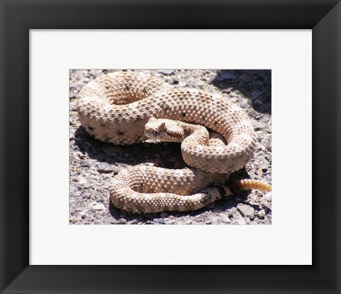 Framed Rattlesnake Print