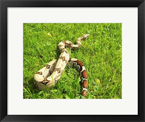 Framed Red Tail Boa Constrictor Print