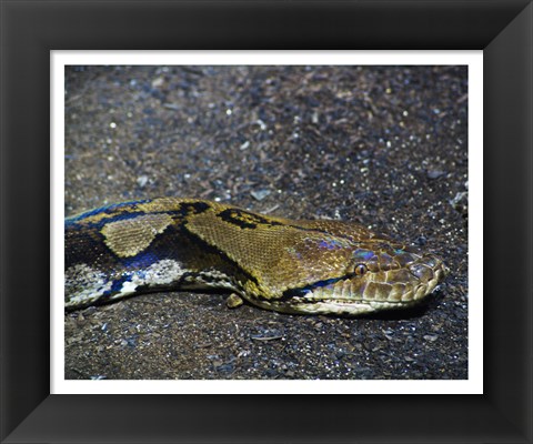 Framed Reticulated Python Head Print