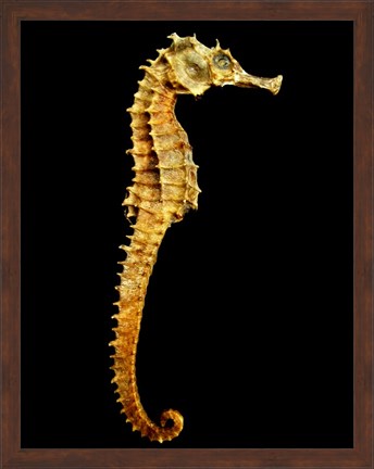 Framed Seahorse Skeleton Macro Print