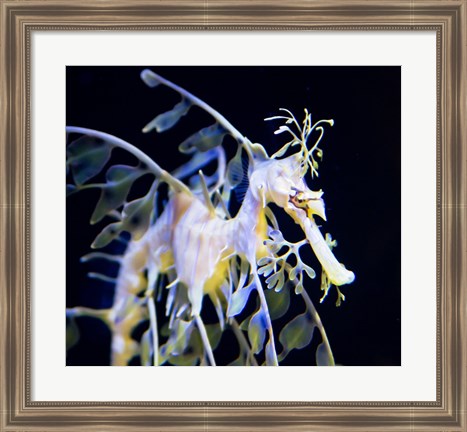 Framed Seahorse Photograph Print