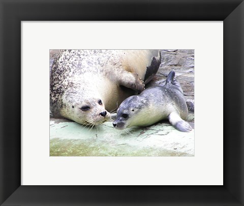 Framed Seals at Antwerp Zoo Print