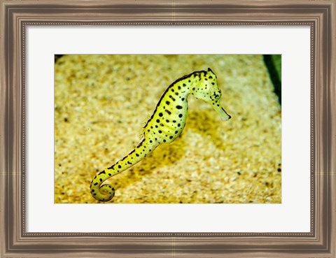 Framed Sea Horse Print