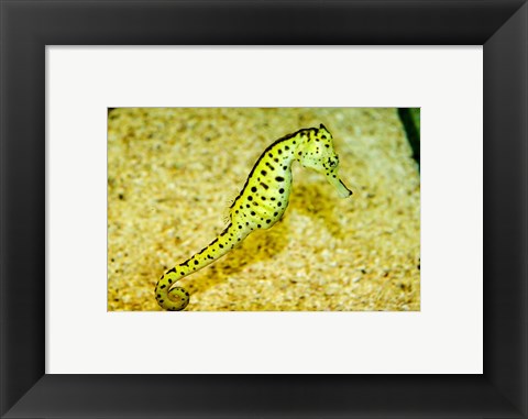 Framed Sea Horse Print