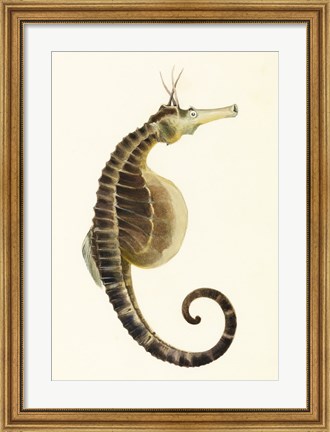 Framed Sketchbook of Fishes, Pot Bellied Seahorse Print