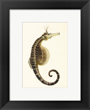 Framed Sketchbook of Fishes, Pot Bellied Seahorse Print