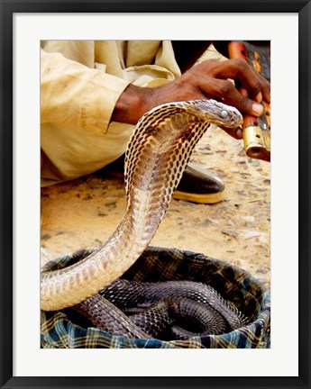 Framed Snake in a Basket Print