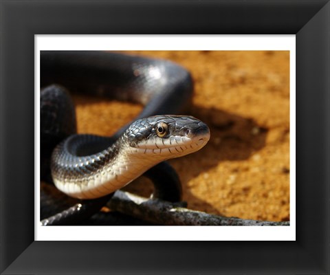 Framed Sunlit Snake Print