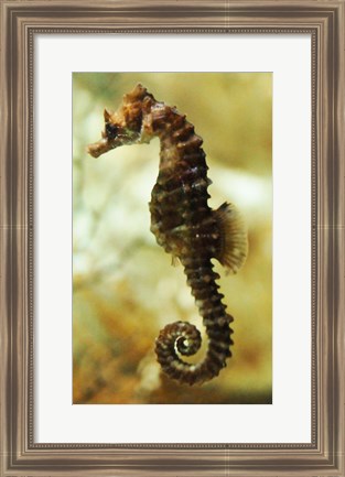 Framed Tan Seahorse Print