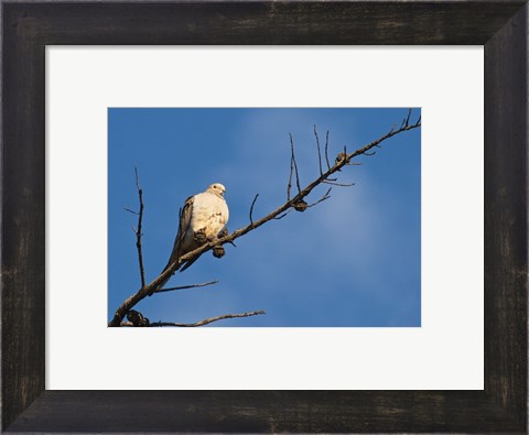 Framed Dove Above Print