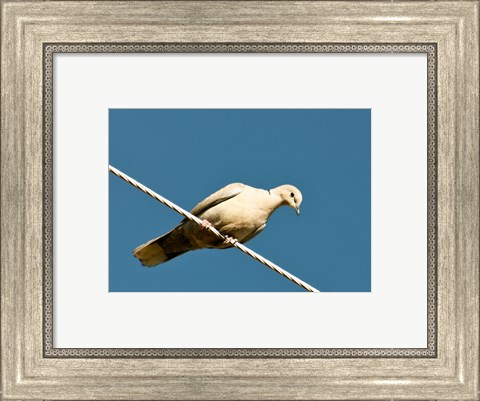 Framed Early Evening Eurasian Collared Dove Print