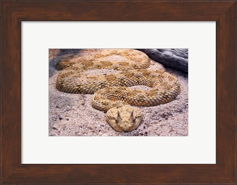 Framed Viper Print