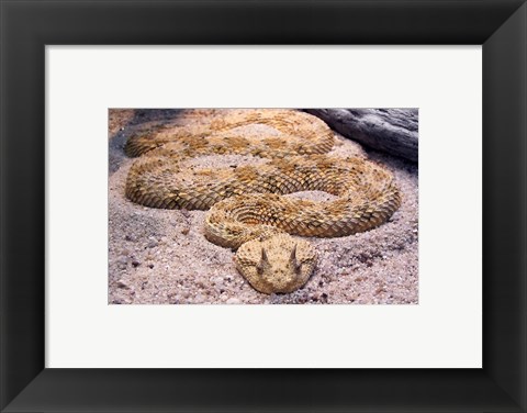 Framed Viper Print