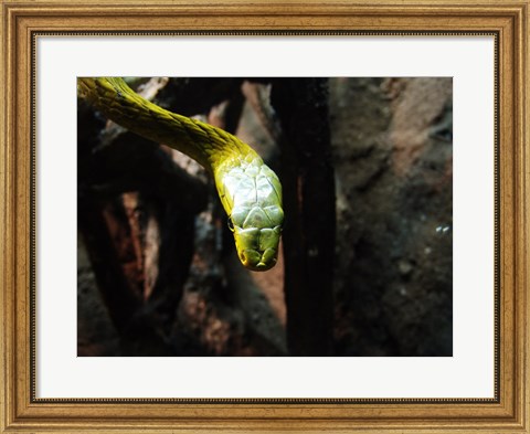 Framed Western Green Mamba Print