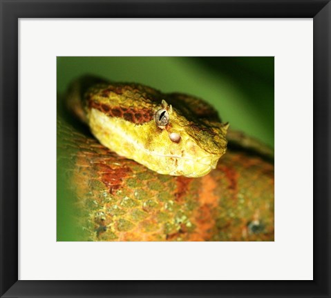 Framed Yellow Eyelash Viper up close Print