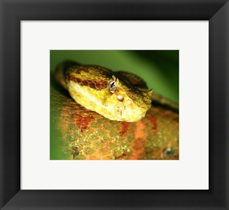 Framed Yellow Eyelash Viper up close Print