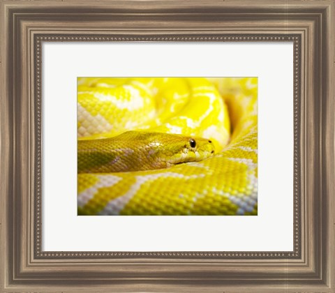 Framed Yellow Python Print