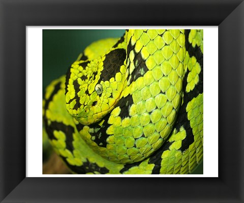 Framed Yellow Blotched Palm Viper Print