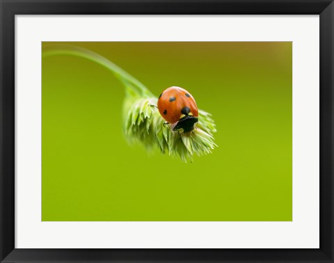 Framed Close-up of a ladybug on a flower Print