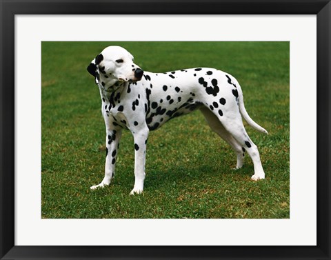 Framed Dalmatian In Field Print