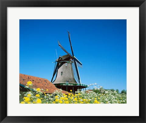 Framed Windmill, Zaanse Schans, Netherlands In Flowers Print