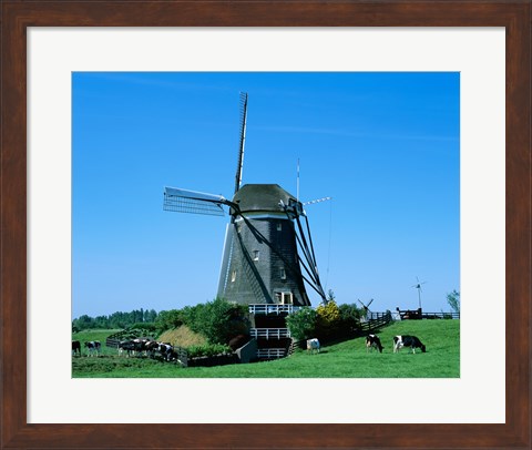 Framed Windmill and Cows, Wilsveen, Netherlands Photograph Print