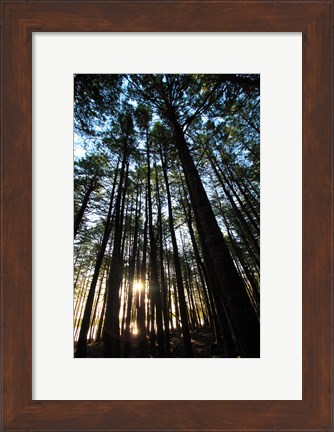 Framed Low angle view of trees in a forest at sunrise Print