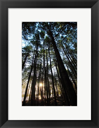 Framed Low angle view of trees in a forest at sunrise Print