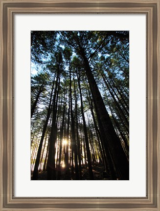 Framed Low angle view of trees in a forest at sunrise Print