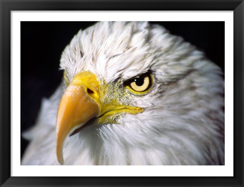 Framed Close-up of a Bald eagle (Haliaeetus leucocephalus) Print