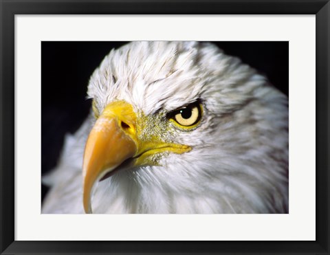 Framed Close-up of a Bald eagle (Haliaeetus leucocephalus) Print