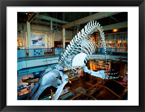 Framed Humpback whale skeleton hanging in a museum, Hawaii Maritime Center, Honolulu, Oahu, Hawaii, USA Print