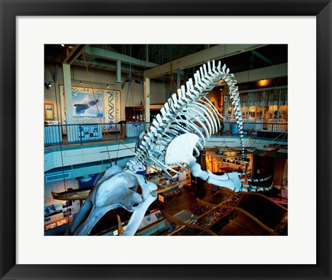 Framed Humpback whale skeleton hanging in a museum, Hawaii Maritime Center, Honolulu, Oahu, Hawaii, USA Print