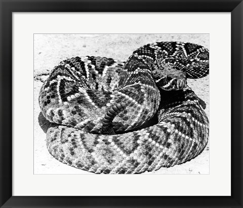 Framed Close-up of a Western Diamondback Rattlesnake (Crotalus atrox) Print