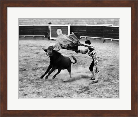 Framed Matador fighting with a bull Print