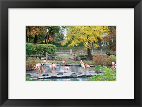 Framed Large group of flamingos wading in water Print