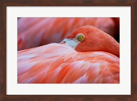 Framed Flamingo Hiding Face Print