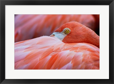 Framed Flamingo Hiding Face Print