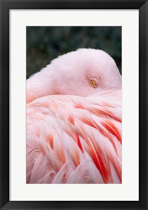 Framed Flamingo Light Pink Print