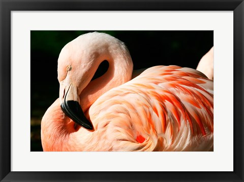 Framed Close-up of a Sleeping Flamingo Print