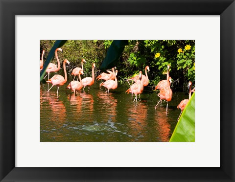 Framed American Flamingoes Wading in Water Print